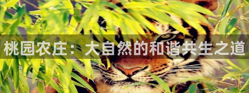 白宫摩根会娱乐有限公司