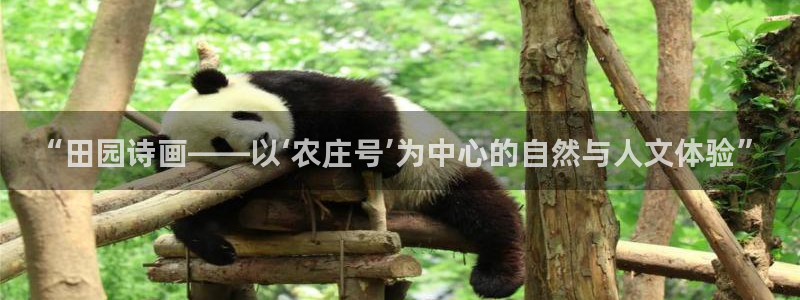 摩根娱乐宝机构代码