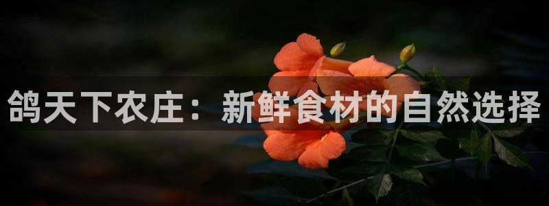 摩根国际娱乐宝书籍