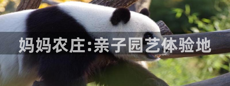 摩根国际娱乐宝书籍
