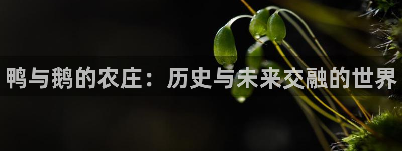 摩根娱乐宝创始人