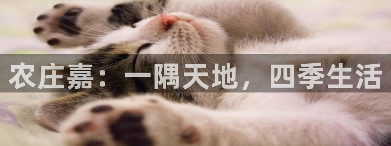 摩根娱乐宝机怎么玩