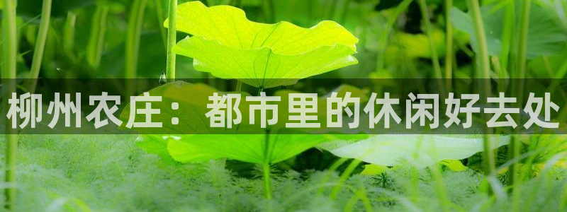 摩根360娱乐