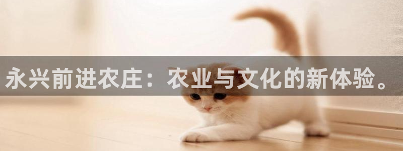 摩根娱乐挂机项目有哪些