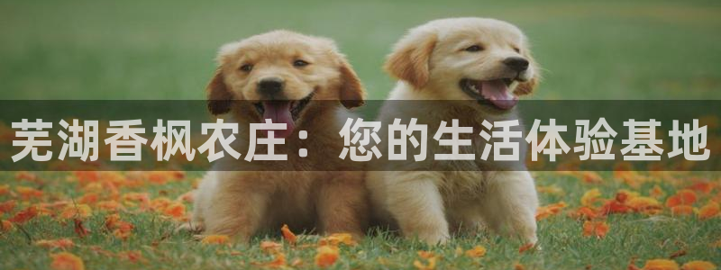 摩根娱乐宝机怎么玩